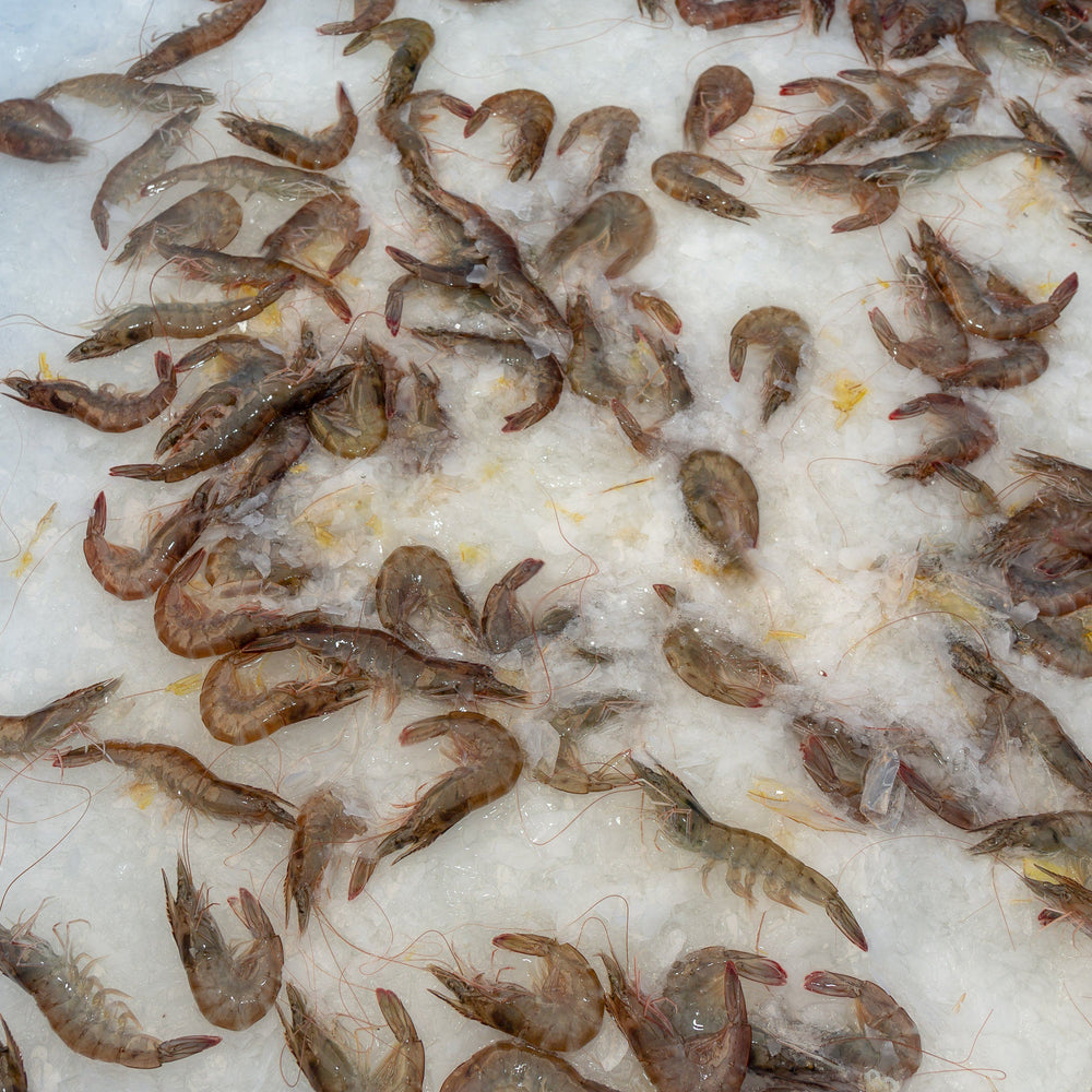 What does Fresh Harvested shrimp really mean?