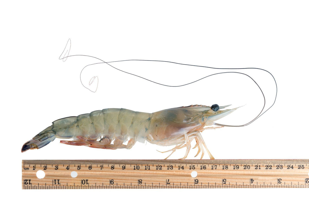 Tasty live shrimps In A Large Number Of Varieties 