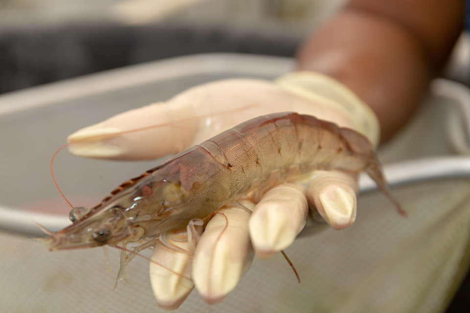 Unveil the Mysteries of Shrimp Sizes: How Big is a Shrimp? – Sun Shrimp
