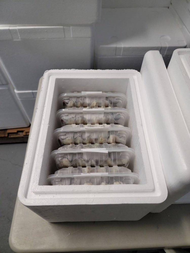 
                  
                    Load image into Gallery viewer, 25 Pounds of Fresh Harvested Large Sun Shrimp Tails - 50 trays Shrimp Tails Sun Shrimp 
                  
                